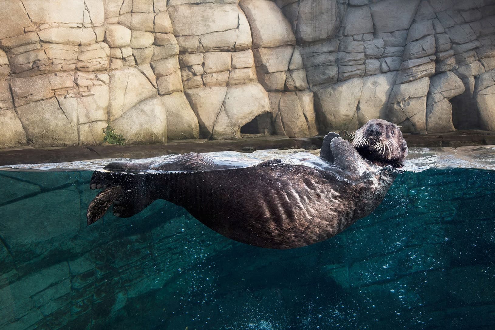 Océanopolis Toussaint 2025 | Le Guide (Malin) des Vacances à Brest